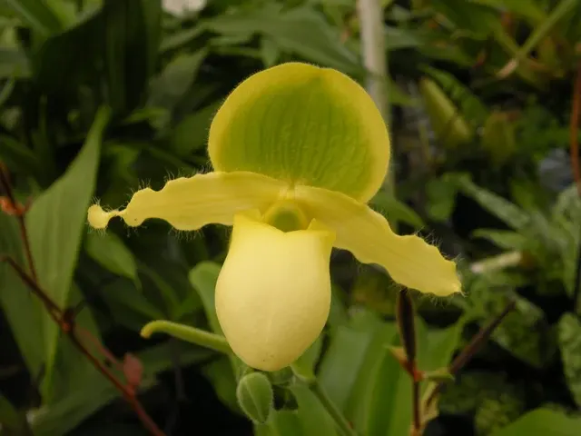 Paphiopedilum Pinnochio 'Cupping'