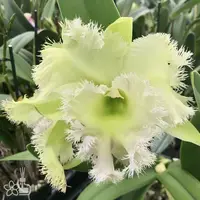 [Bare-root] #CA# Rlc. Golf Green [2.8 BS][Aug in stock 26]