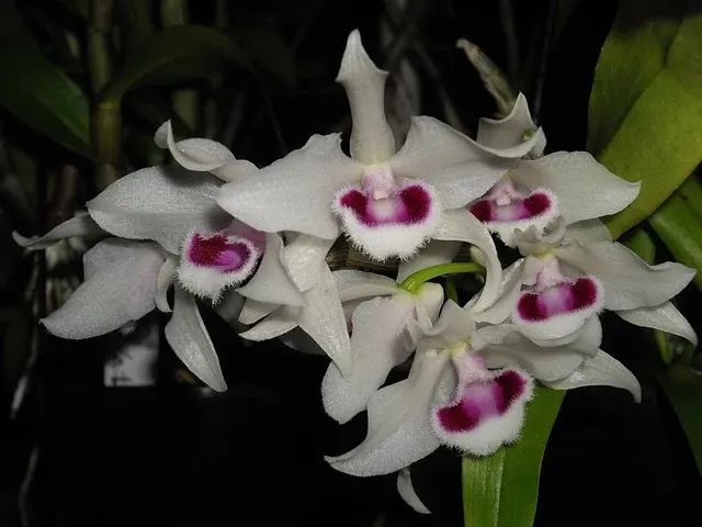 Dendrobium parishii semi-alba rare orchid species very pleasant fragrance
