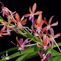 [Bare-root] #VA# Vanda Peaches [2.5" BS][Oct in stock 26]