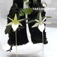 ANGRAECUM SP. AFF. URSCHIANUM MINIATURE ORCHID MOUNTED