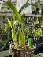 Coelogyne lawrenciana