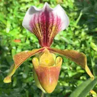 Paphiopedilium gratrixianum X soulivongii