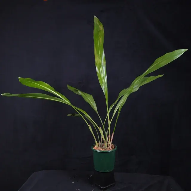 Coelogyne magnum 'Golden Rod' (Coelogyne)