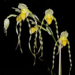 Paphiopedilium philippinense fma alba sp (Paphiopedilum)