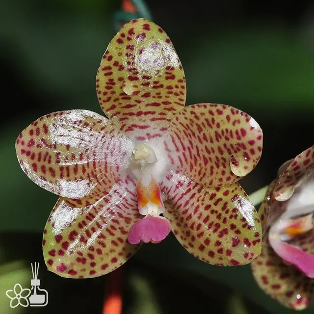 Phalaenopsis Chiristina Weltz
