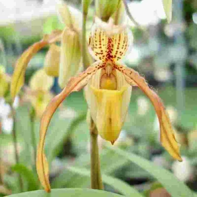 Paphiopedilum Exul X Philippinensis (Paphiopedilum)