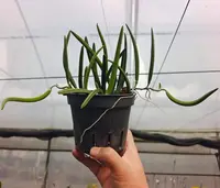 Dendrobium wassellii
