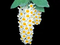 Fragrant Dendrobium farmeri (2″ pot)