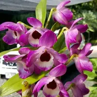 Dendrobium Napori