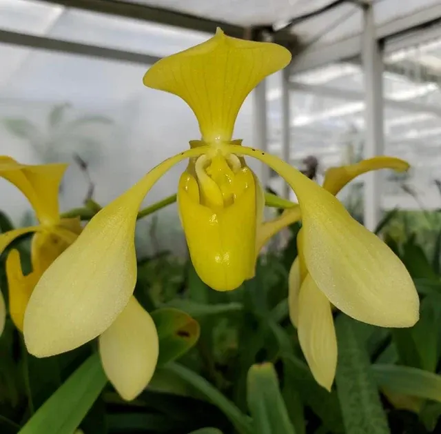 Paphiopedilum lowii fma album (Paphiopedilum)