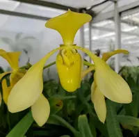 Paphiopedilum lowii fma album