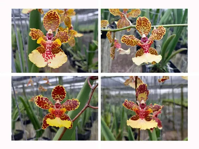 Trichocentrum jonesianum x Josephine