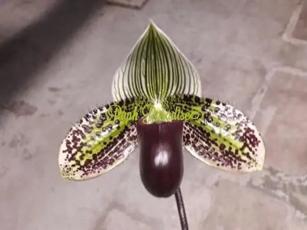 Paphiopedilum Vogue Paradise (Paphiopedilum)