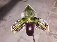 Paphiopedilum Vogue Paradise
