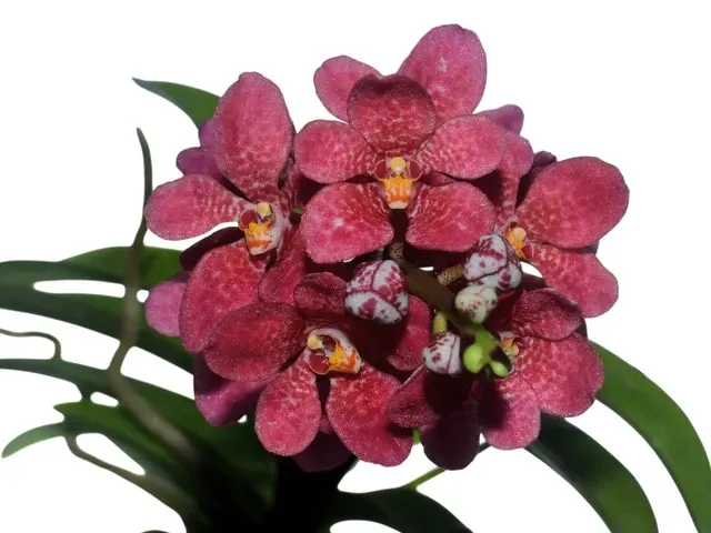 Sarcochilus Kulnura Warmer (Sarcochilus)
