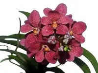 Sarcochilus Kulnura Warmer