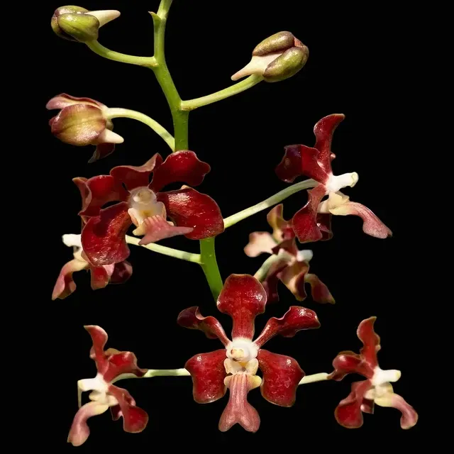Vanda liouvillei (Vanda)