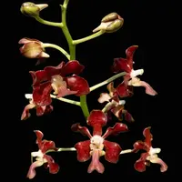 Vanda Orchid Liouvilei Hybrids Rare Exotic Plant