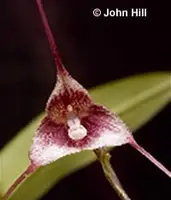 Dracula ripleyana 'Samantha'