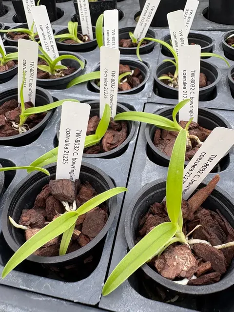 Cattleya bowringiana fma coerulea (Cattleya)