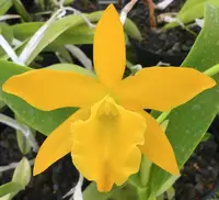Blc. Yellow Imp 'King's Cup' AM/AOS