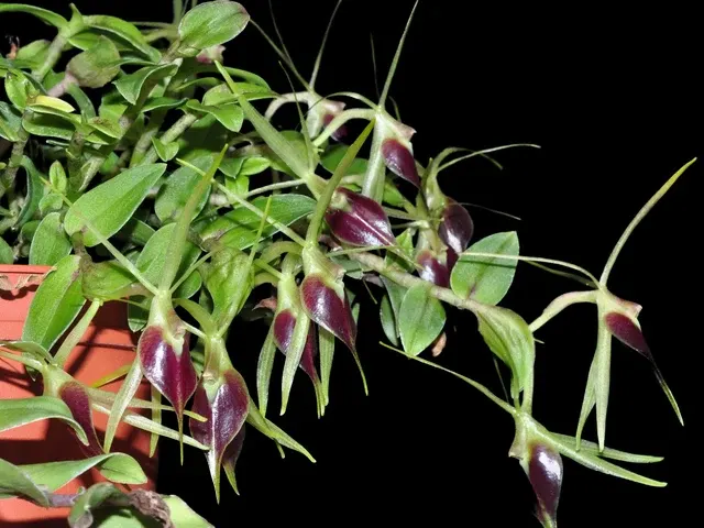 Epidendrum escobarianum (Epidendrum)