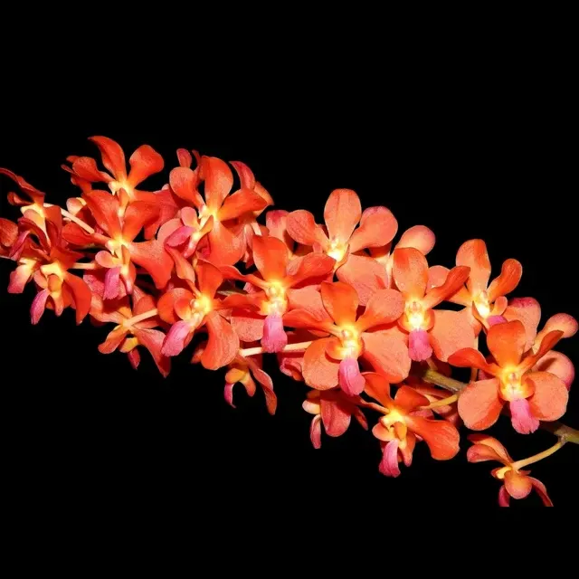 Waironara Tango Fire, AM/AOS Parfumata