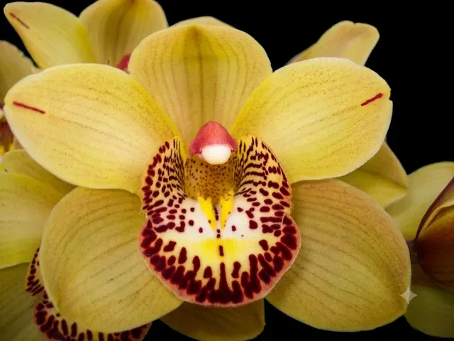 Cymbidium Betsy Terracota (Cymbidium)