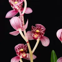 [Bare-root][Import AS-IS] #CC# Cym. ensifolium 'Feng-Wu-Jiu-Tian' 建蘭鳳舞九天 [BS/3GRS][Sept Preorder 26]