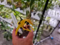 Bulbophyllum dearei