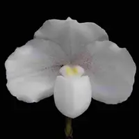 Paphiopedilum concolor