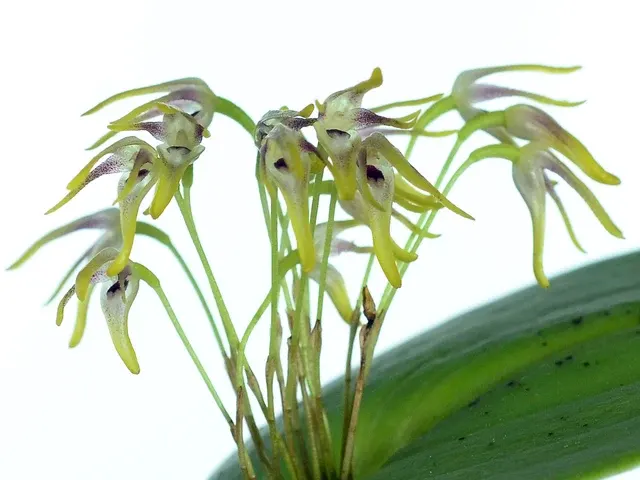 Pleurothallis dunstervillei (Pleurothallis)