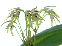 Pleurothallis dunstervillei