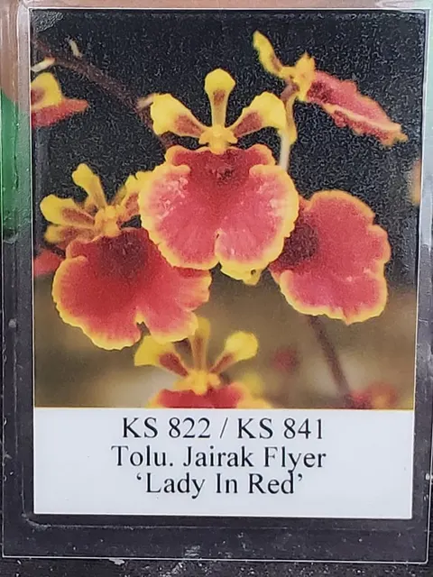 Tolumnia Jairak Flyer 'Lady in Red' (Tolumnia)