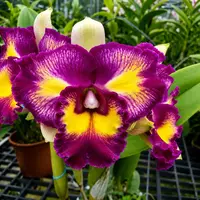 Rlc. Rainbow Orient 'Leo' - parfumata