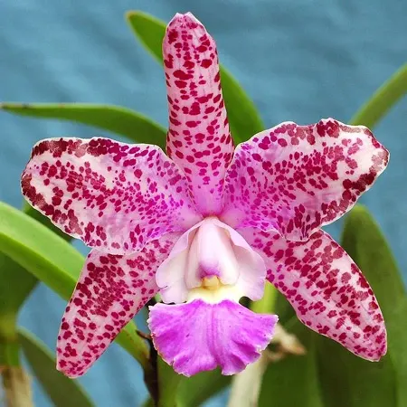 Cattleya Summer Spot X Small World