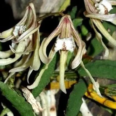 Dendrobium cucumerinum × sib (Dendrobium)