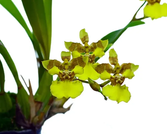Gomesa longipes (Gomesa)