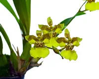 Gomesa longipes