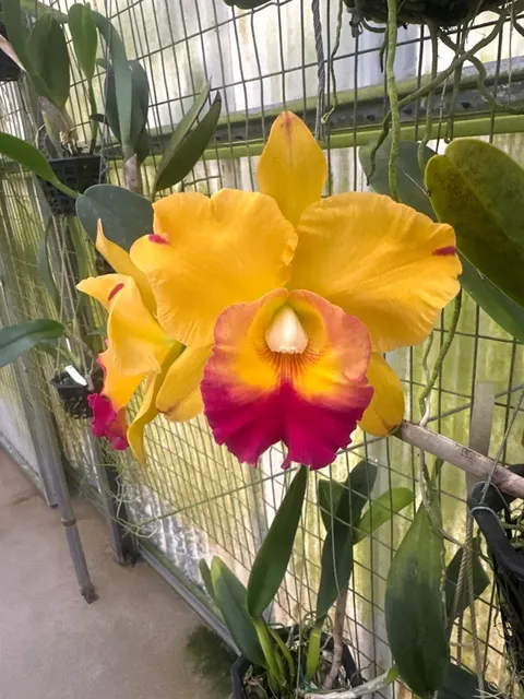 Rhyncholaeliocattleya Yu-Toung Moon (Rhyncholaeliocattleya)