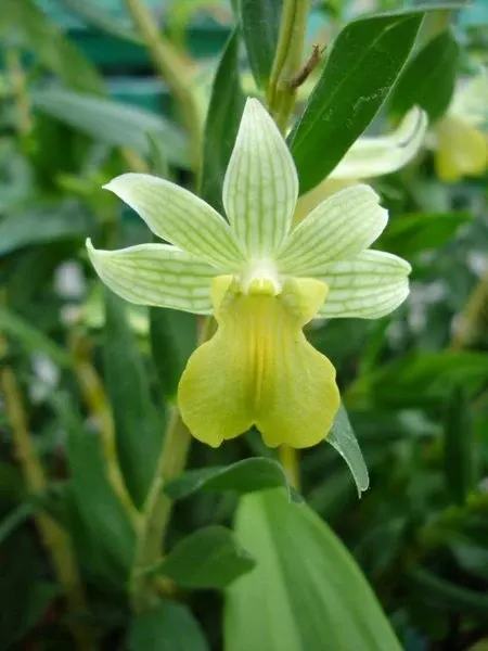 Dendrobium tobaense x uniflorum