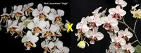 WP2630 Phalaenopsis stuartiana 'Sogo' HCC/AOS x stuartiana