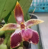 Bulbophyllum cornutum