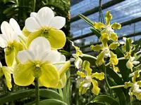 Vanda A'Pura (Vanda sanderiana 'alba' x tessallata 'alba (XL Plants)