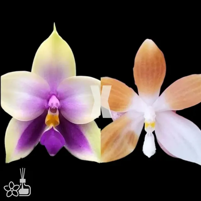 Phalaenopsis bellina var. blue × tetraspis var. coffee