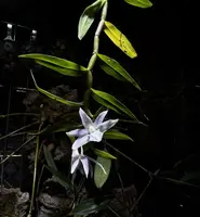 Dendrobium klabatense