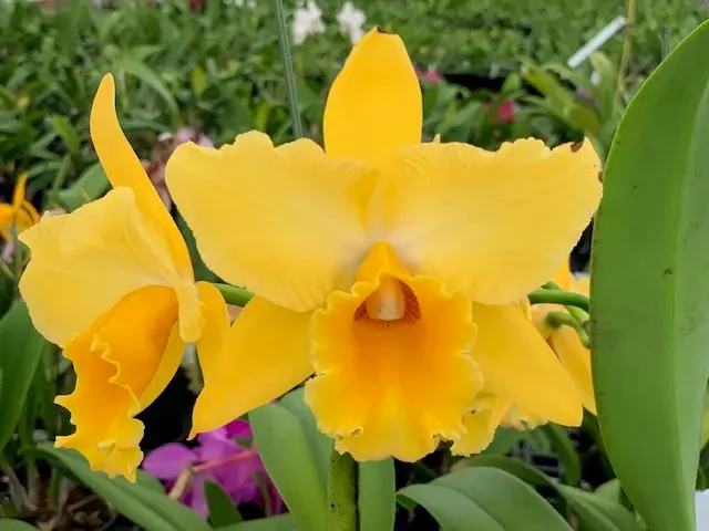 Rhyncholaeliocattleya Aloha Sunshine