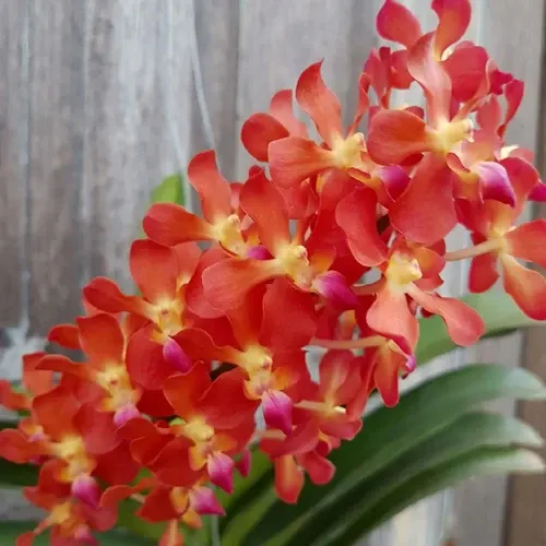 Renanthera Azingmah 'Bangkok Sunset'