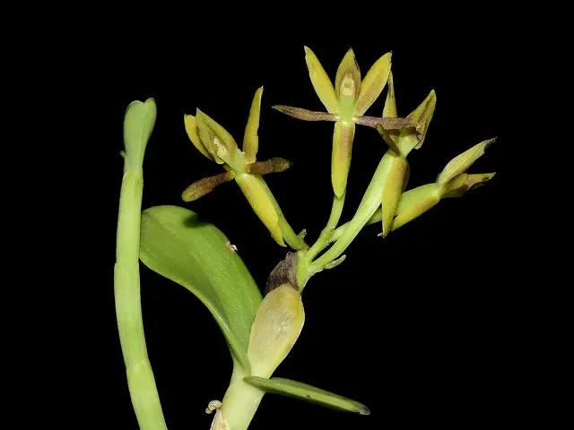 Epidendrum polyanthogastrium (Epidendrum)